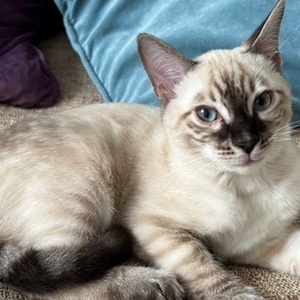 Charcoal Snow Lynx Bengal 27-09-23