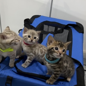 Tilly’s Three Amigo’s pic 2 7-11-24